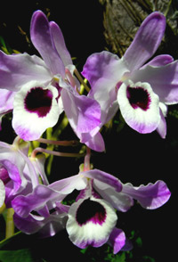 Orchidée