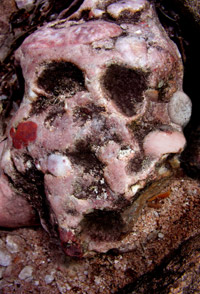 Vanité, tête de mort